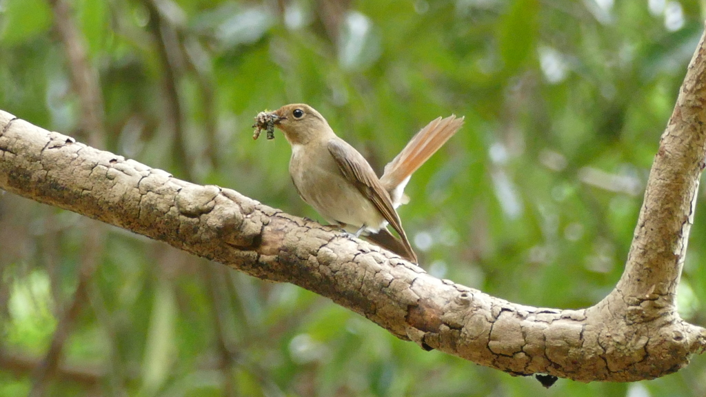 子育て中のオオルリ④