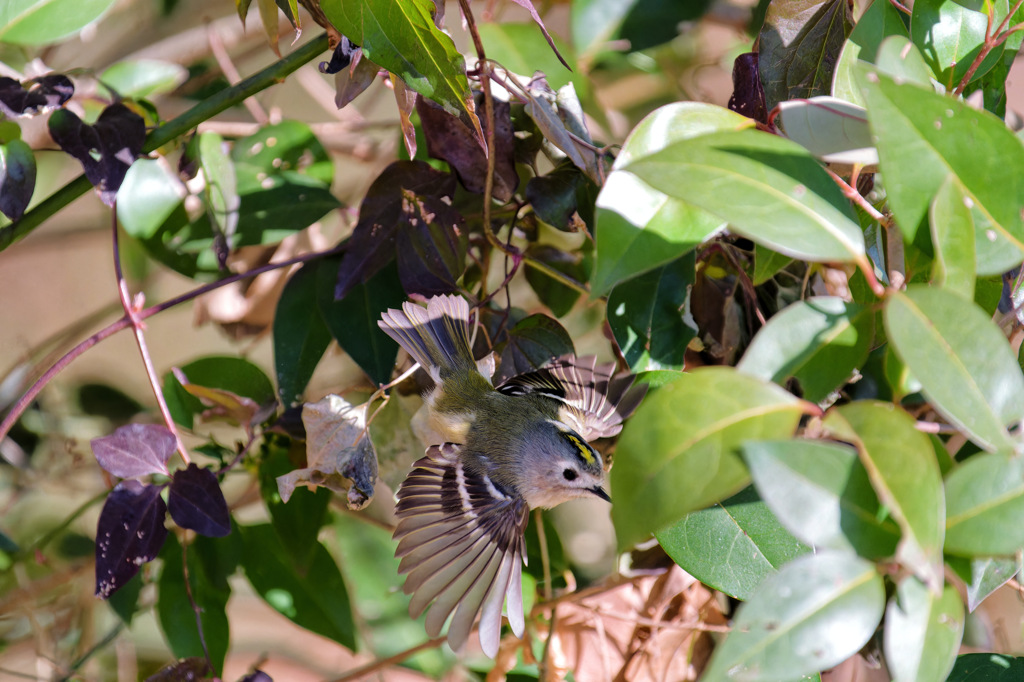 足元で虫取りしていたキクちゃん