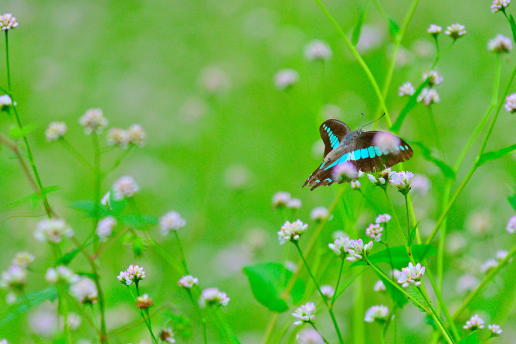 この森の人気者②