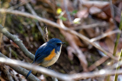 最後まで人慣れしない警戒心