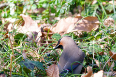 見つけたね青い実を