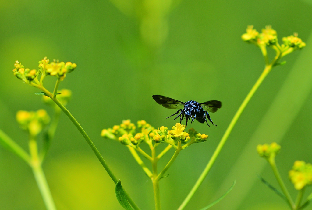 人気店オミナエシ食堂②