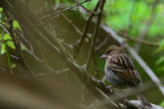 綺麗な羽の模様