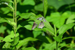 メスを巡る争い？