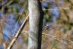 小鳥のいる風景