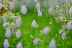 花⑬