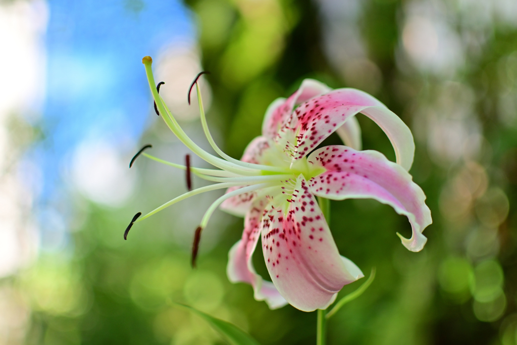 住宅街の猫の額程の庭園に咲く①