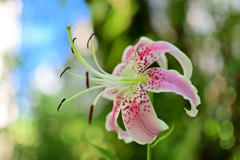 住宅街の猫の額程の庭園に咲く①