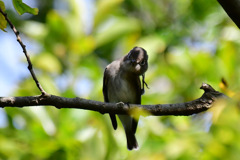 不審者発見！警戒せよ！