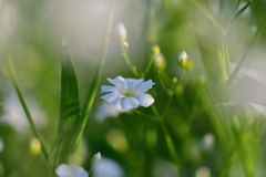 前の花が邪魔をして