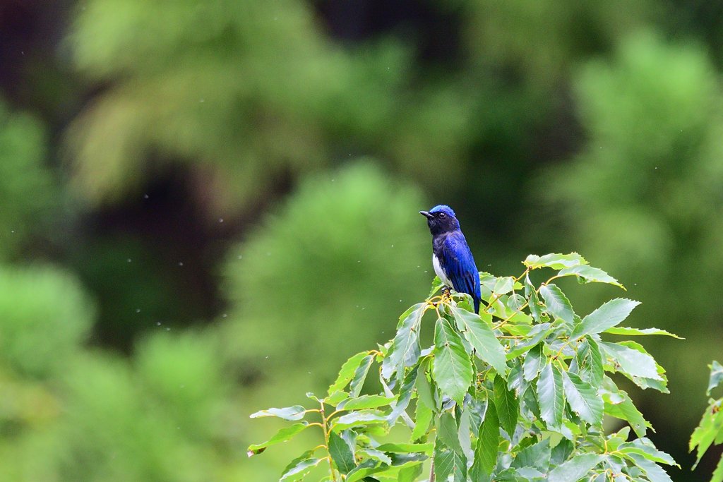 歌うたいの好きな場所