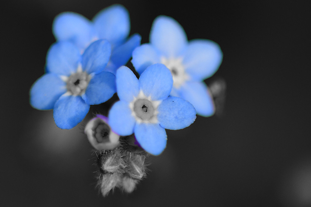 ワンポイントカラーで花