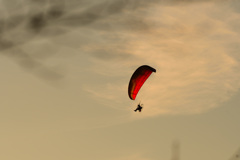 鳥好きが高じると