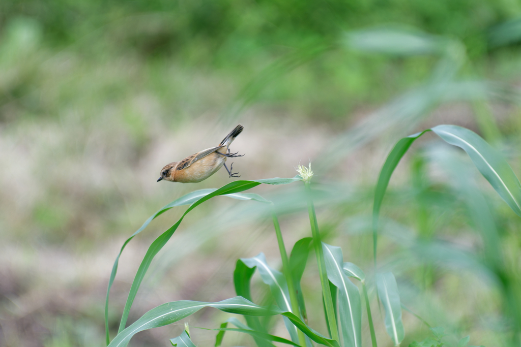 ノビタキが飛び出した