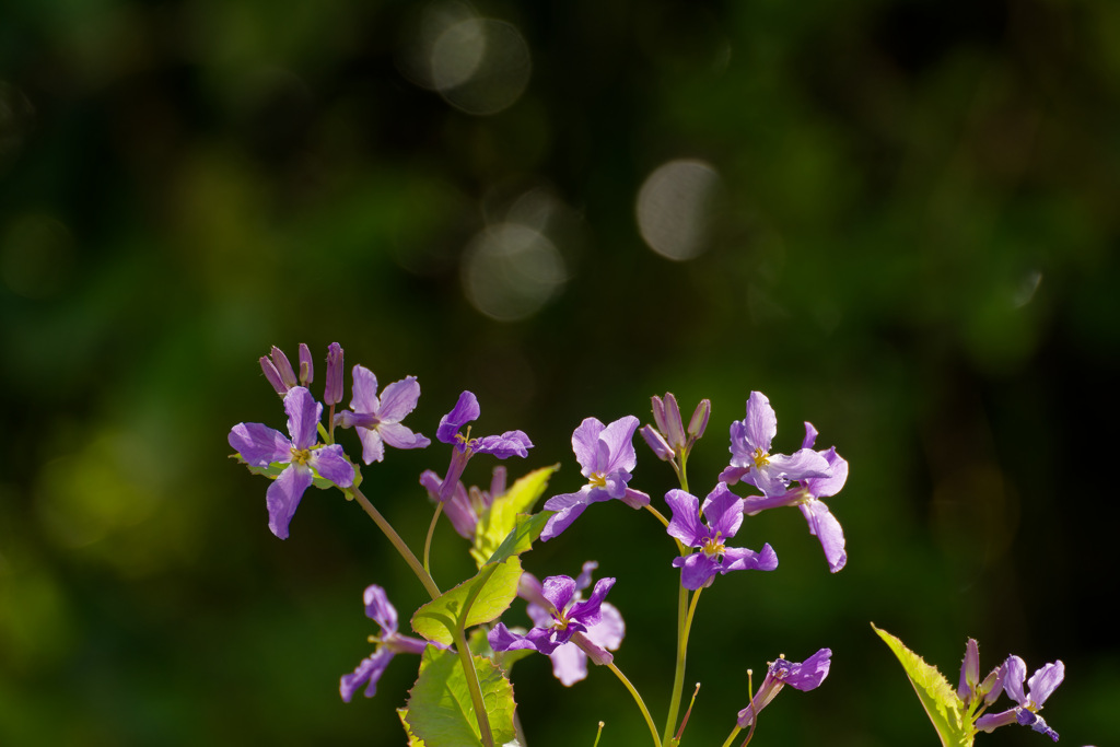 花59