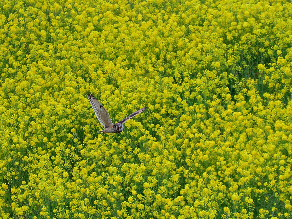 さようなら冬鳥たち