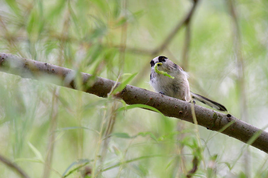 タリアテッレ　ジェノベーゼ②