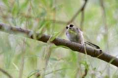 タリアテッレ　ジェノベーゼ②