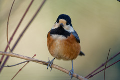 ドングリばかり食べてたせいで