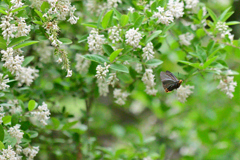 イボタノキの花食堂⑥