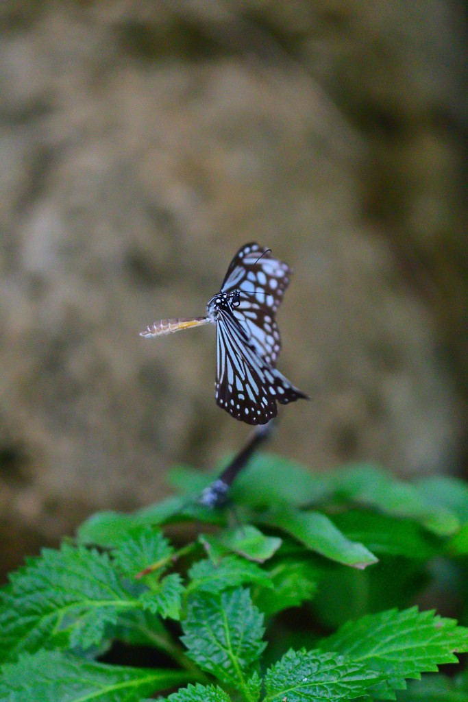 生物園⑧