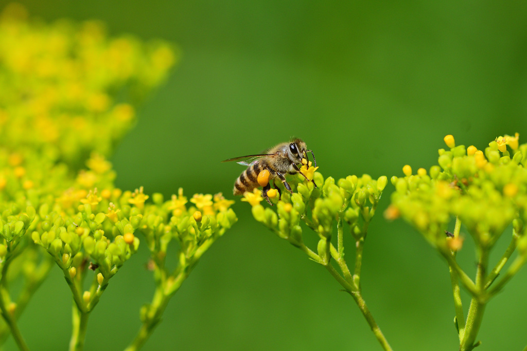 人気店オミナエシ食堂⑩