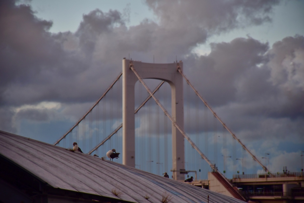 ユリカモメ達の寝ぐら