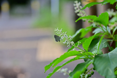 久しぶりに近所の公園に①