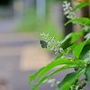 久しぶりに近所の公園に①
