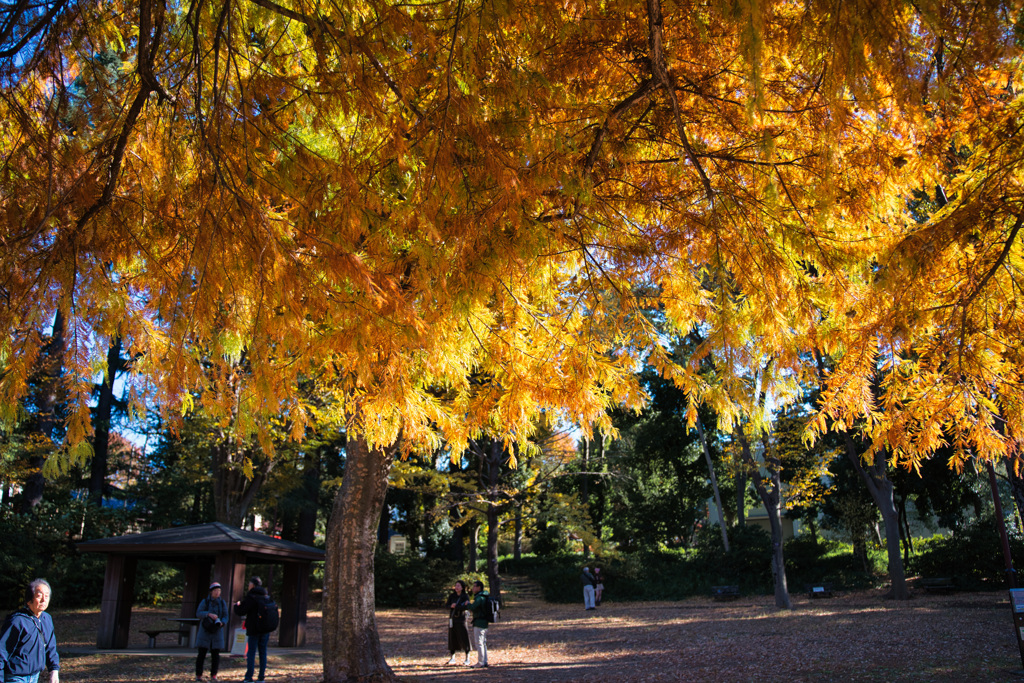 紅葉4