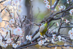 花でも撮ってみようかな