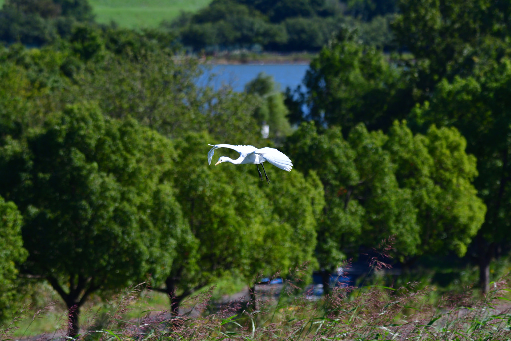 強風のため緊急着陸いたします
