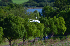 強風のため緊急着陸いたします
