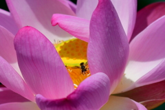 ハスの花を撮りに行きました。