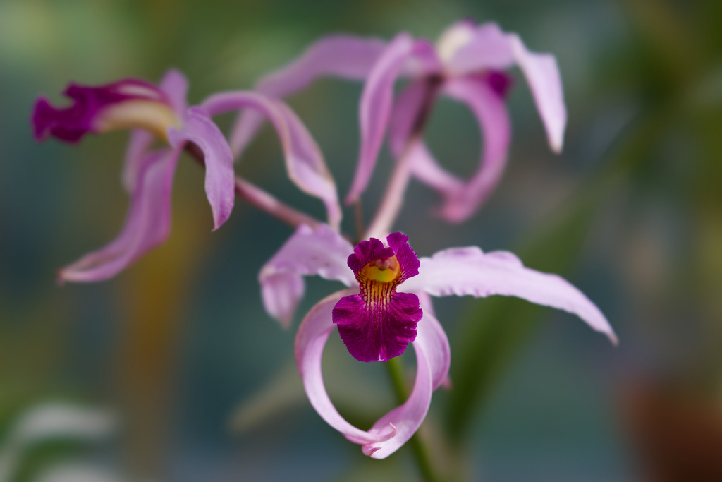 花20