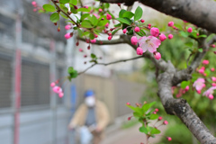 花45