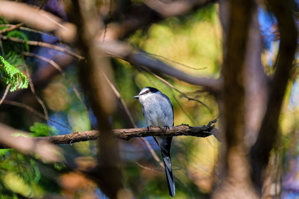 祭りが終わったら