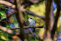 祭りが終わったら
