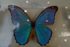 日本にいなくて良かったよ