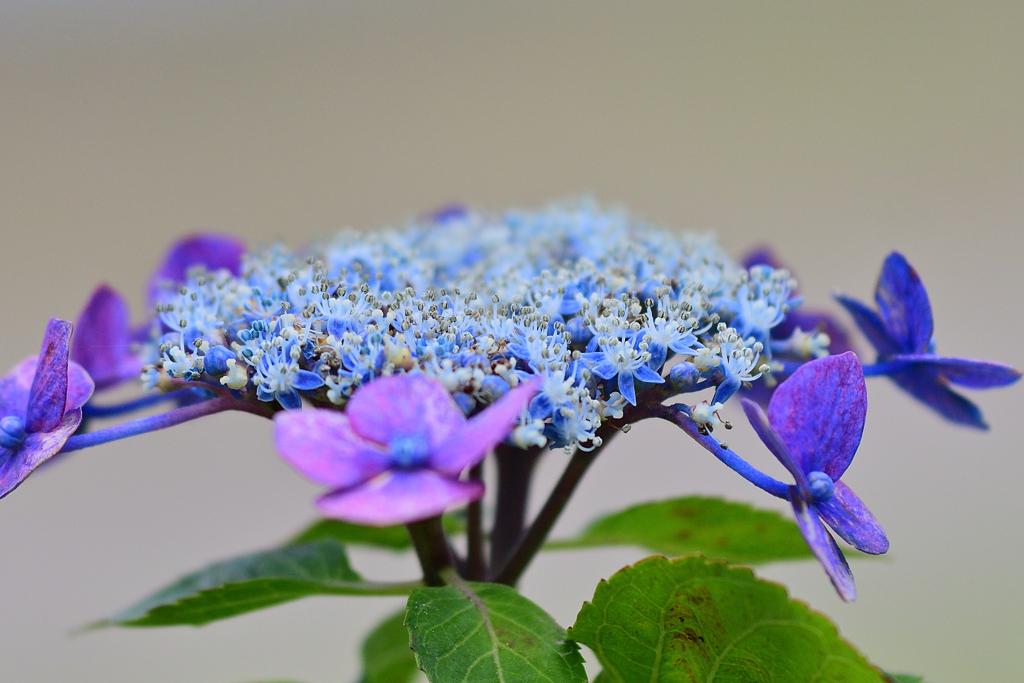 蝶のメリーゴーランド②