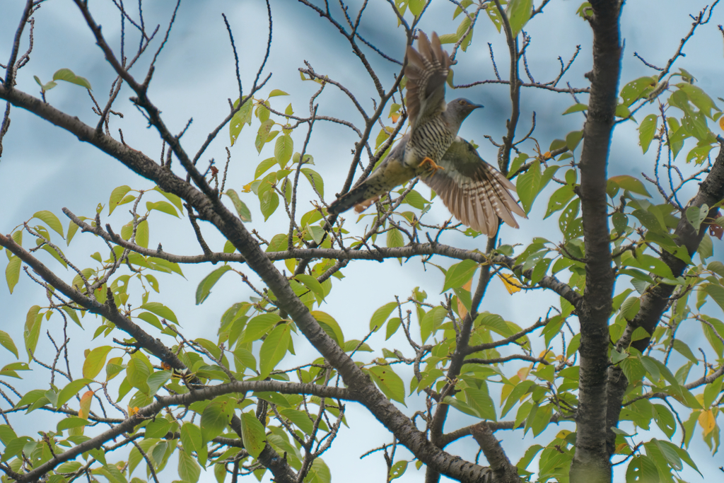 ツツドリかな？