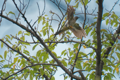 ツツドリかな？