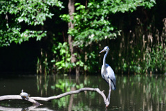 鶴は千年、亀は仙人