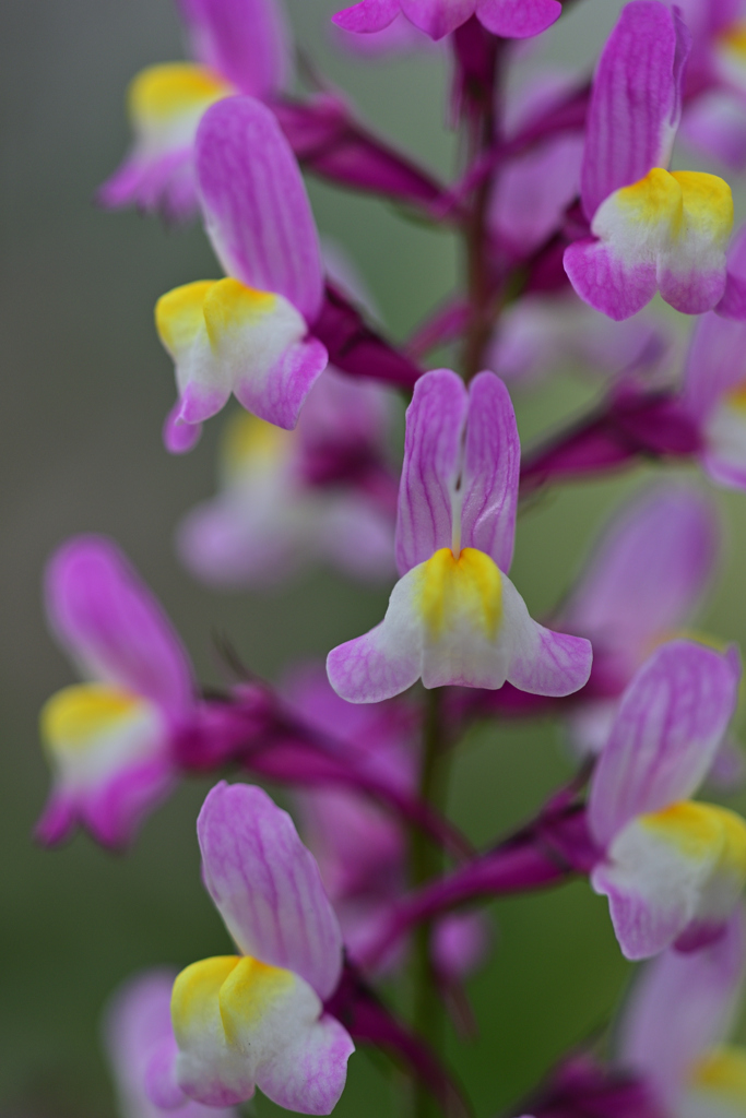 花はピカピカの④