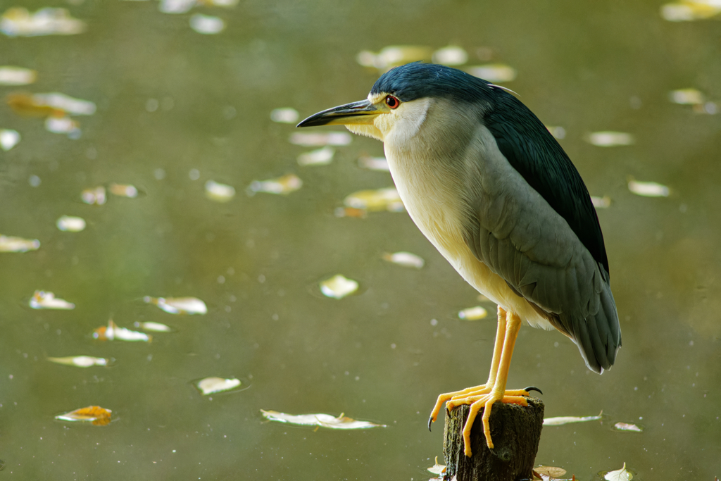 スタチューパフォーマー？