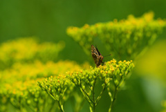 人気店オミナエシ食堂④