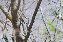 標高の高い山での出会い②