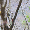 標高の高い山での出会い②