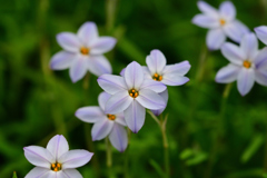 花はピカピカの①