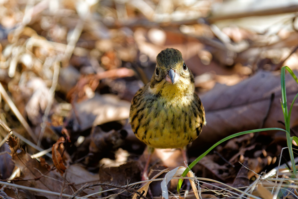かわいいポーズをお願いお願い！